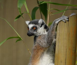 Preview wallpaper lemur, cute, animal, bamboo