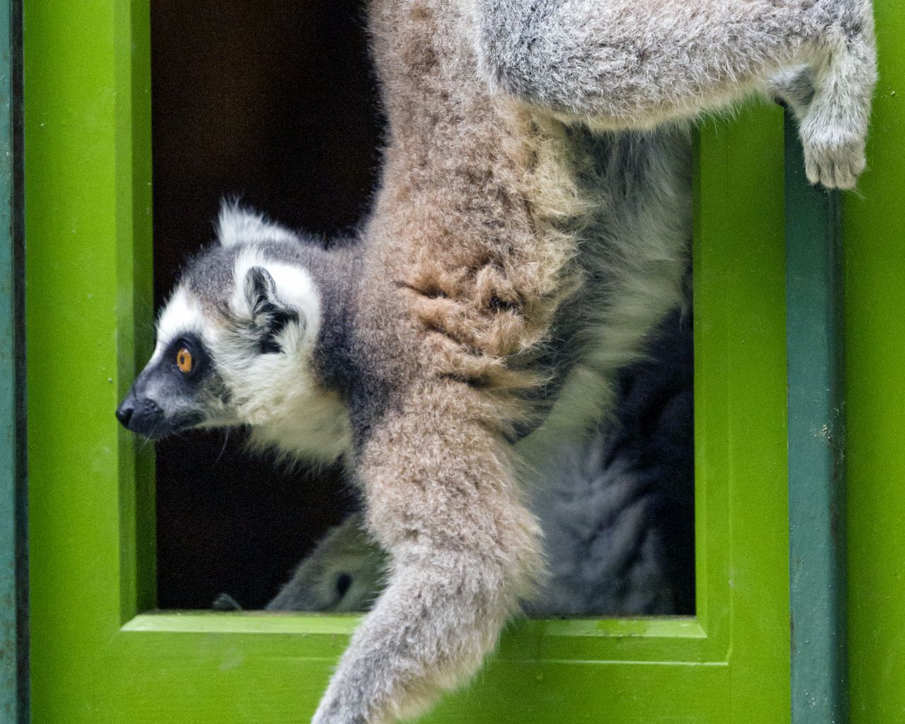 Download wallpaper 1280x1024 lemur, door, funny, animal standard 5:4 hd  background