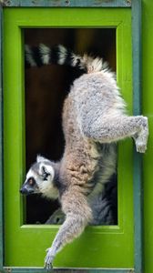 Preview wallpaper lemur, door, funny, animal