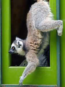 Preview wallpaper lemur, door, funny, animal