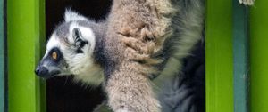 Preview wallpaper lemur, door, funny, animal