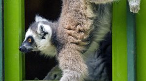 Preview wallpaper lemur, door, funny, animal