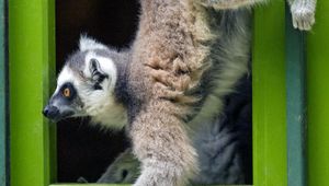 Preview wallpaper lemur, door, funny, animal