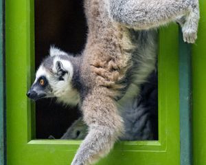 Preview wallpaper lemur, door, funny, animal