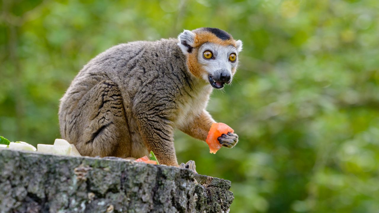 Wallpaper lemur, eat, emotions, wonderment