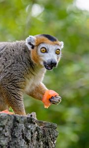 Preview wallpaper lemur, eat, emotions, wonderment