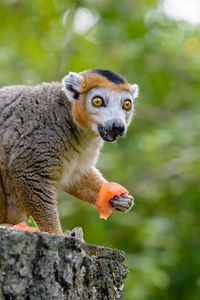 Preview wallpaper lemur, eat, emotions, wonderment
