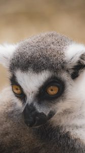 Preview wallpaper lemur, eyes, head, wildlife, animals