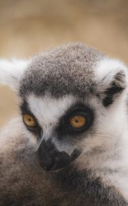 Preview wallpaper lemur, eyes, head, wildlife, animals