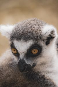 Preview wallpaper lemur, eyes, head, wildlife, animals