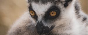 Preview wallpaper lemur, eyes, head, wildlife, animals