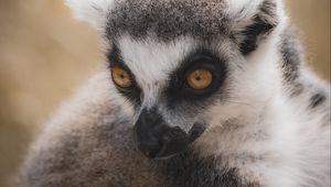 Preview wallpaper lemur, eyes, head, wildlife, animals