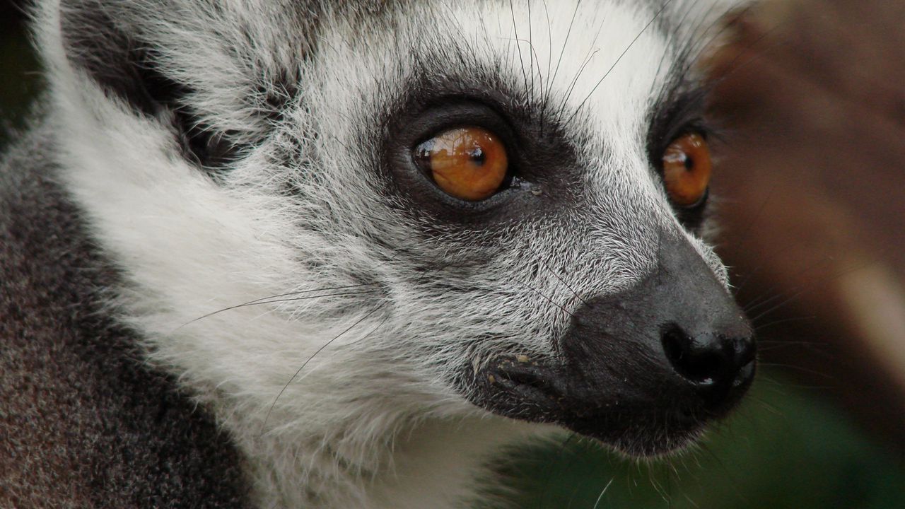 Wallpaper lemur, face, eyes, spotted