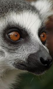 Preview wallpaper lemur, face, eyes, spotted