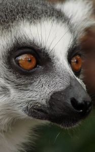 Preview wallpaper lemur, face, eyes, spotted