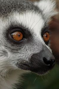 Preview wallpaper lemur, face, eyes, spotted