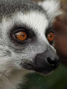 Preview wallpaper lemur, face, eyes, spotted