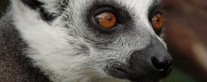 Preview wallpaper lemur, face, eyes, spotted