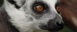 Preview wallpaper lemur, face, eyes, spotted