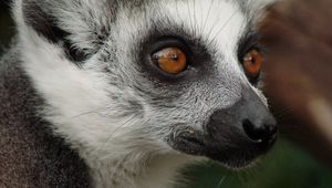 Preview wallpaper lemur, face, eyes, spotted