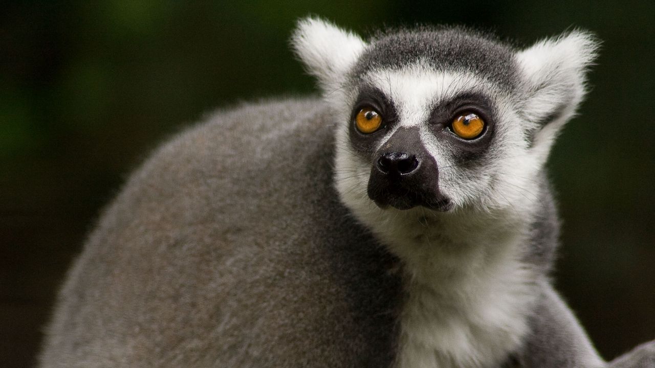 Wallpaper lemur, face, eyes, animal