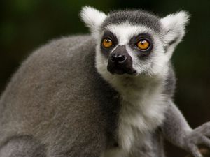 Preview wallpaper lemur, face, eyes, animal