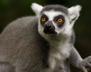 Preview wallpaper lemur, face, eyes, animal