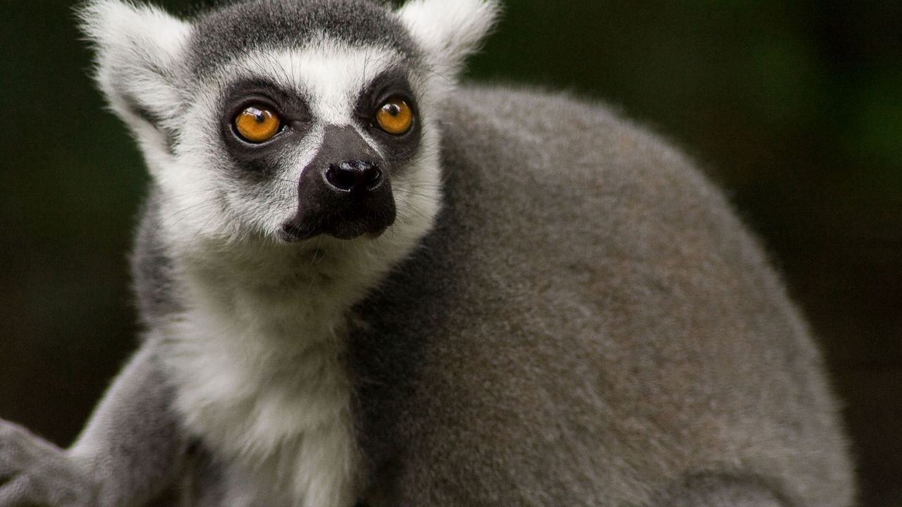 Wallpaper lemur, face, hair, nose, eyes