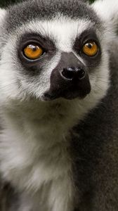 Preview wallpaper lemur, face, hair, nose, eyes