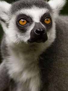 Preview wallpaper lemur, face, hair, nose, eyes