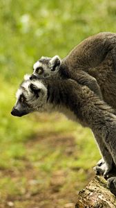 Preview wallpaper lemur, family, baby