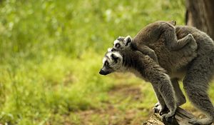 Preview wallpaper lemur, family, baby