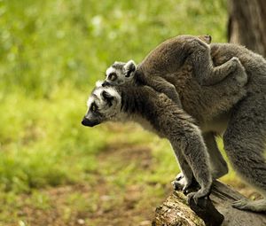 Preview wallpaper lemur, family, baby