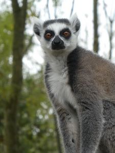 Preview wallpaper lemur, fluffy, animal, glance