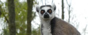 Preview wallpaper lemur, fluffy, animal, glance