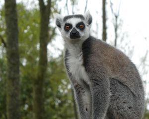 Preview wallpaper lemur, fluffy, animal, glance