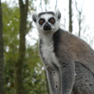 Preview wallpaper lemur, fluffy, animal, glance