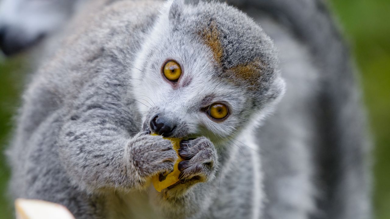 Wallpaper lemur, food, eat, cute, animal
