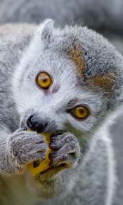 Preview wallpaper lemur, food, eat, cute, animal
