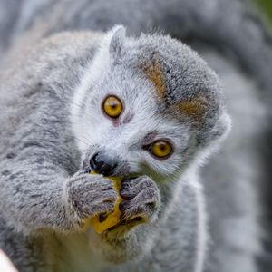 Preview wallpaper lemur, food, eat, cute, animal