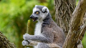 Preview wallpaper lemur, food, tree, snack, rest