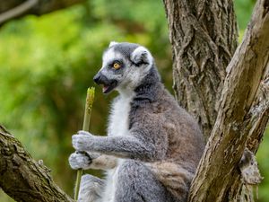 Preview wallpaper lemur, food, tree, snack, rest