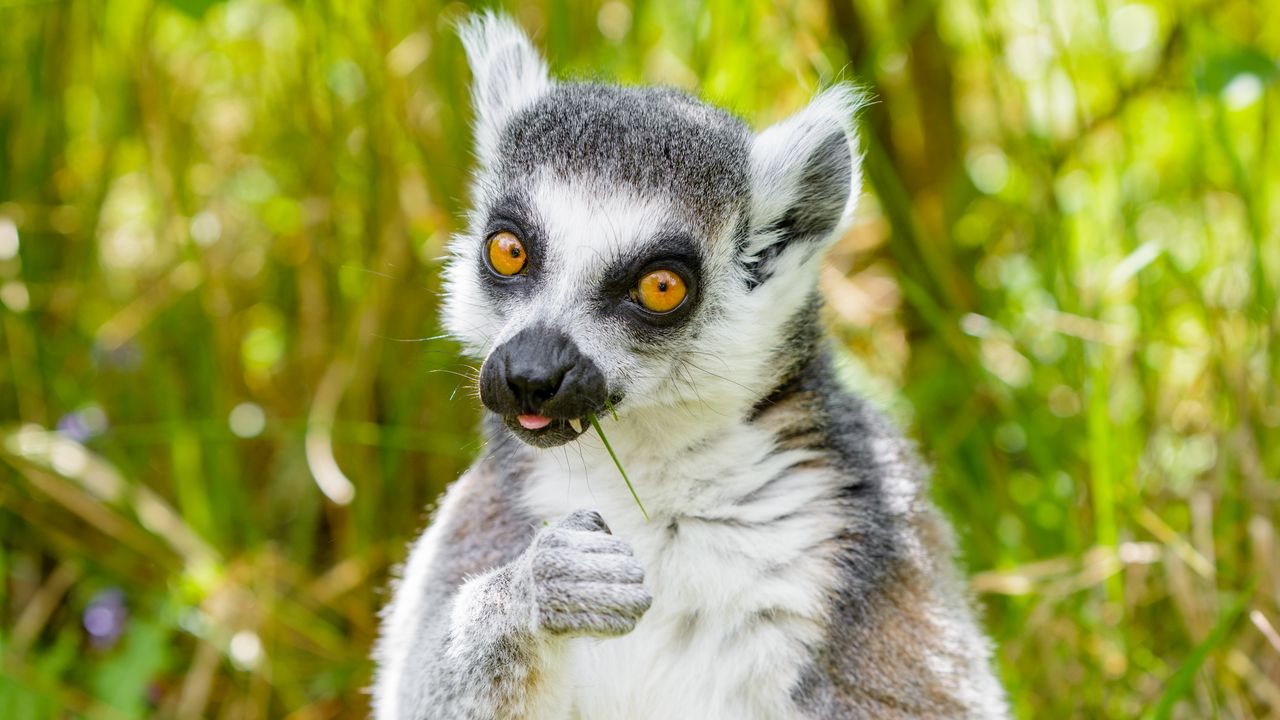 Wallpaper lemur, funny, cool, grass, eat, animal
