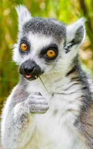 Preview wallpaper lemur, funny, cool, grass, eat, animal