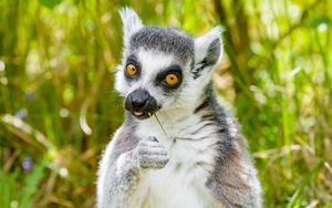 Preview wallpaper lemur, funny, cool, grass, eat, animal