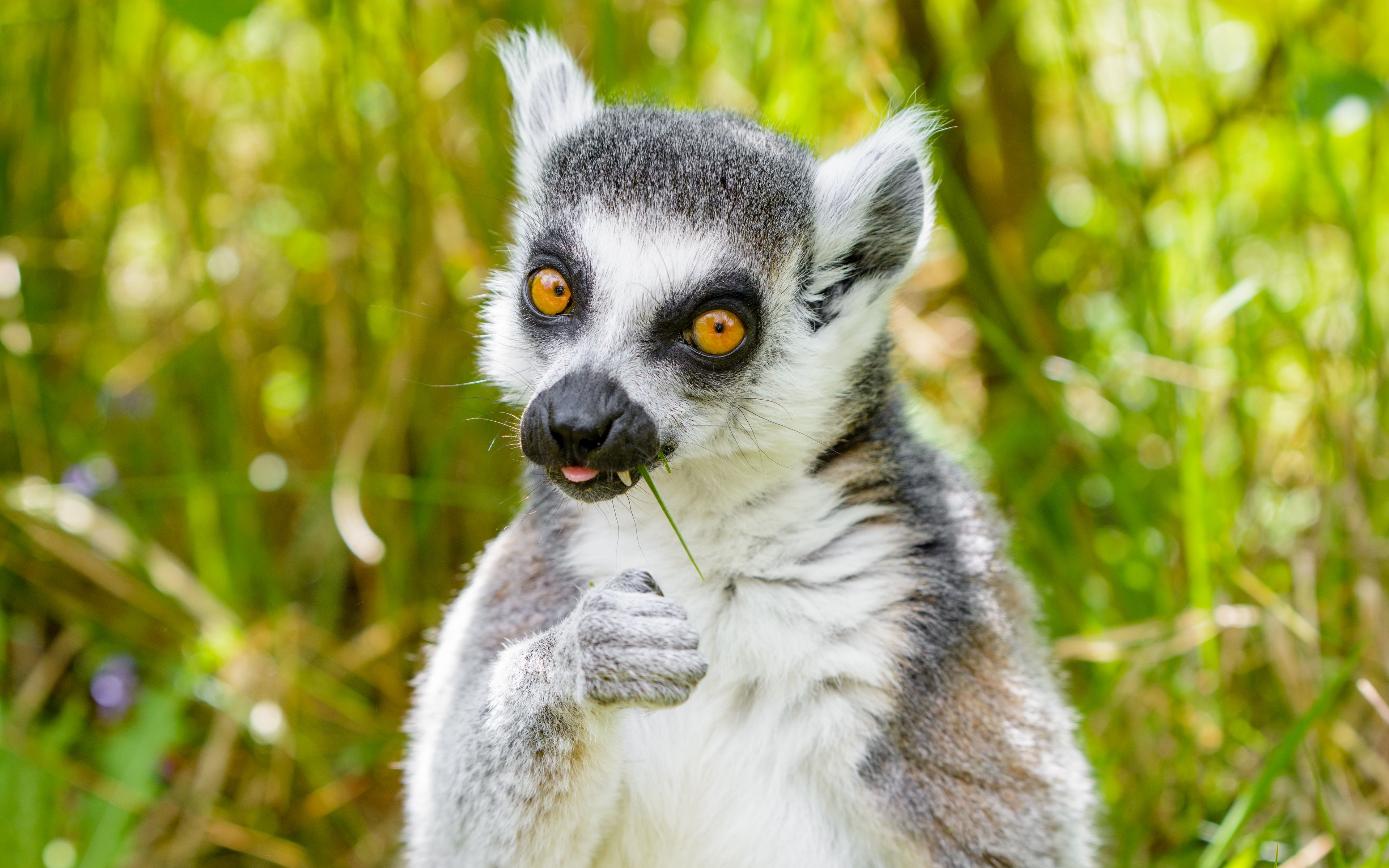 Lemur Ochre  Holden Decor