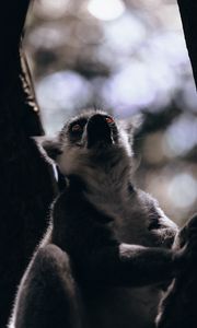 Preview wallpaper lemur, glance, animal, beast, wildlife