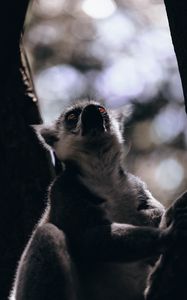 Preview wallpaper lemur, glance, animal, beast, wildlife