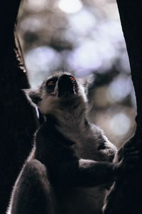 Preview wallpaper lemur, glance, animal, beast, wildlife