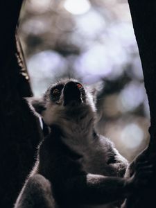 Preview wallpaper lemur, glance, animal, beast, wildlife